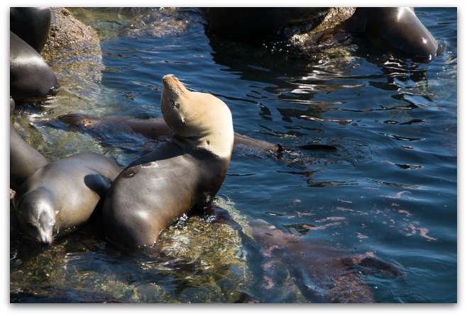 Monerey sea lion